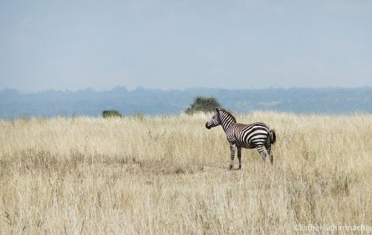 Meine erste Reise nach Afrika – Und wie ich mich in Kenia verliebt habe