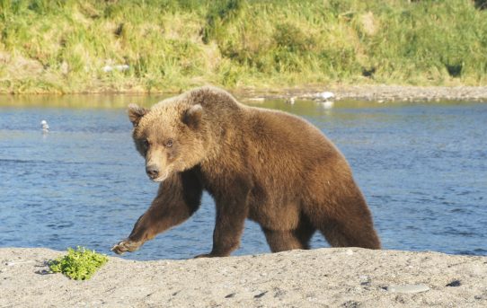 Eine Reise zu Bären und Elchen – Alaskas Wildnis in jedem Atemzug