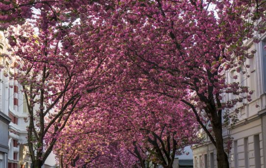 Die Kirschblüte in der Bonner Altstadt – 5 Tipps für Deinen Besuch