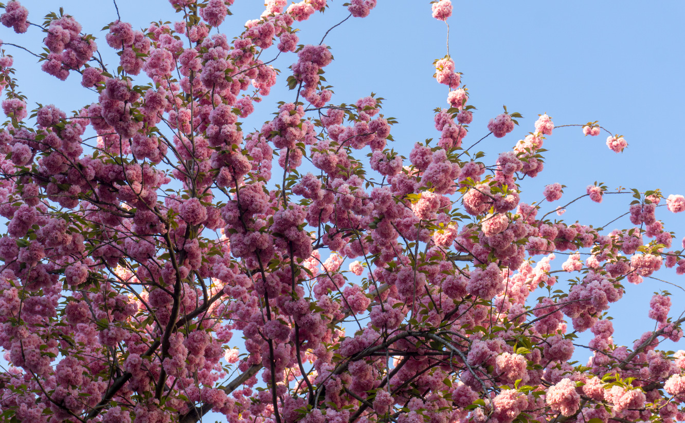 Die Kirschblüte in der Bonner Altstadt - 5 Tipps für ...