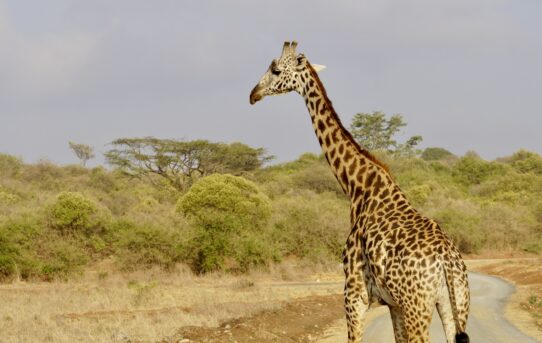 Unsere Mini-Safari in Nairobi – Kenias wunderschöne Tierwelt hautnah erleben